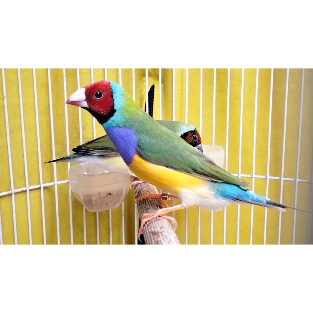 Gould Amadine sepasang siap tangkar