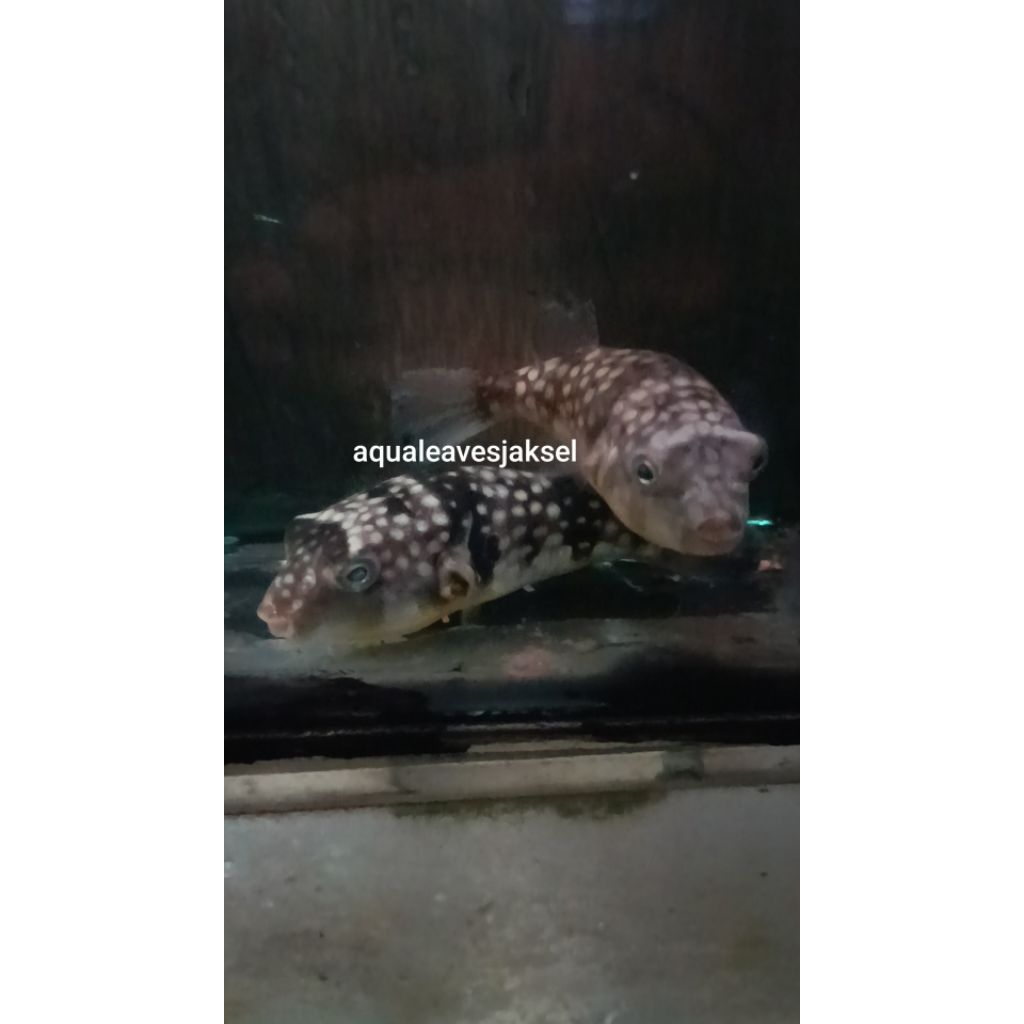 ikan buntal susu air tawar