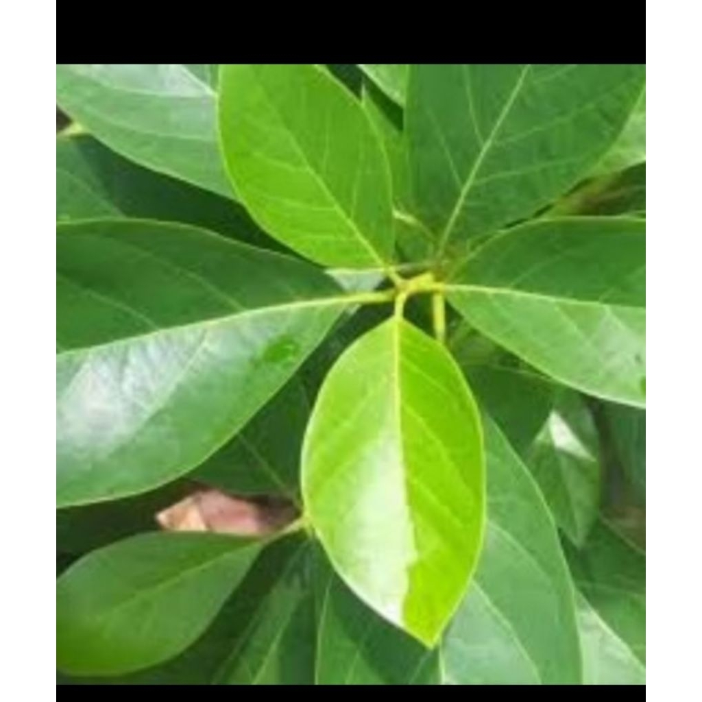 

100 lembar daun alpukat segar