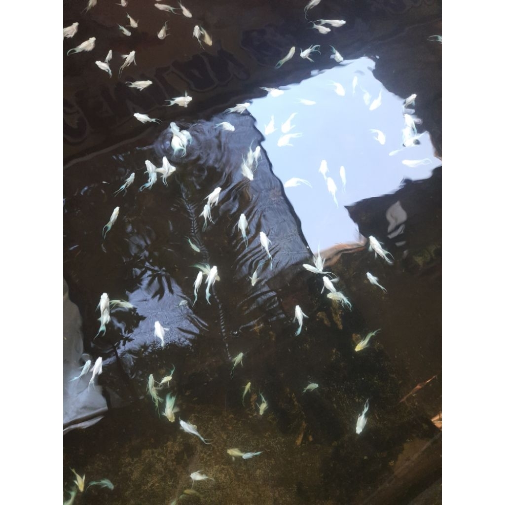 Molly Balon Platinum Cawang Ukuran Jumbo 100%