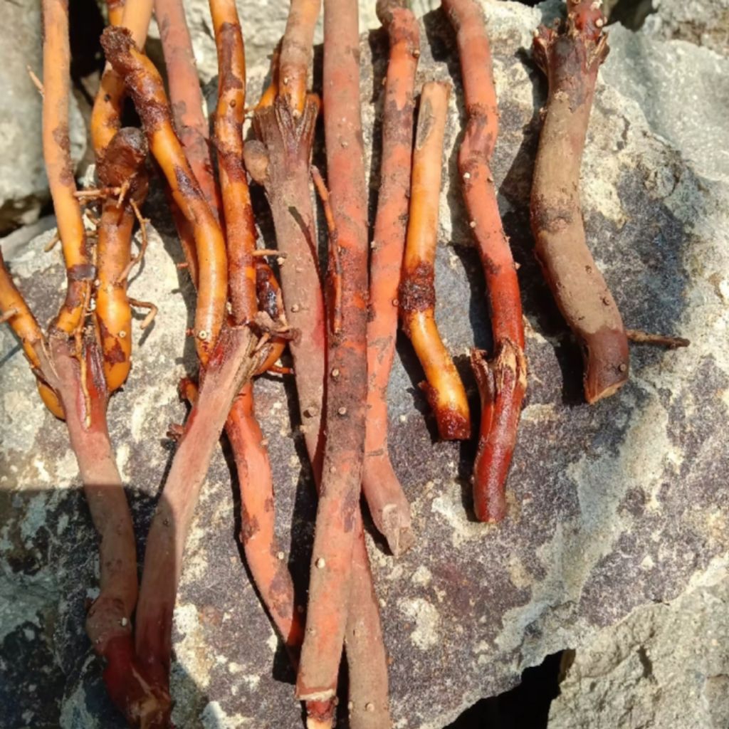 

Akar kelapa muda fresh 1kg