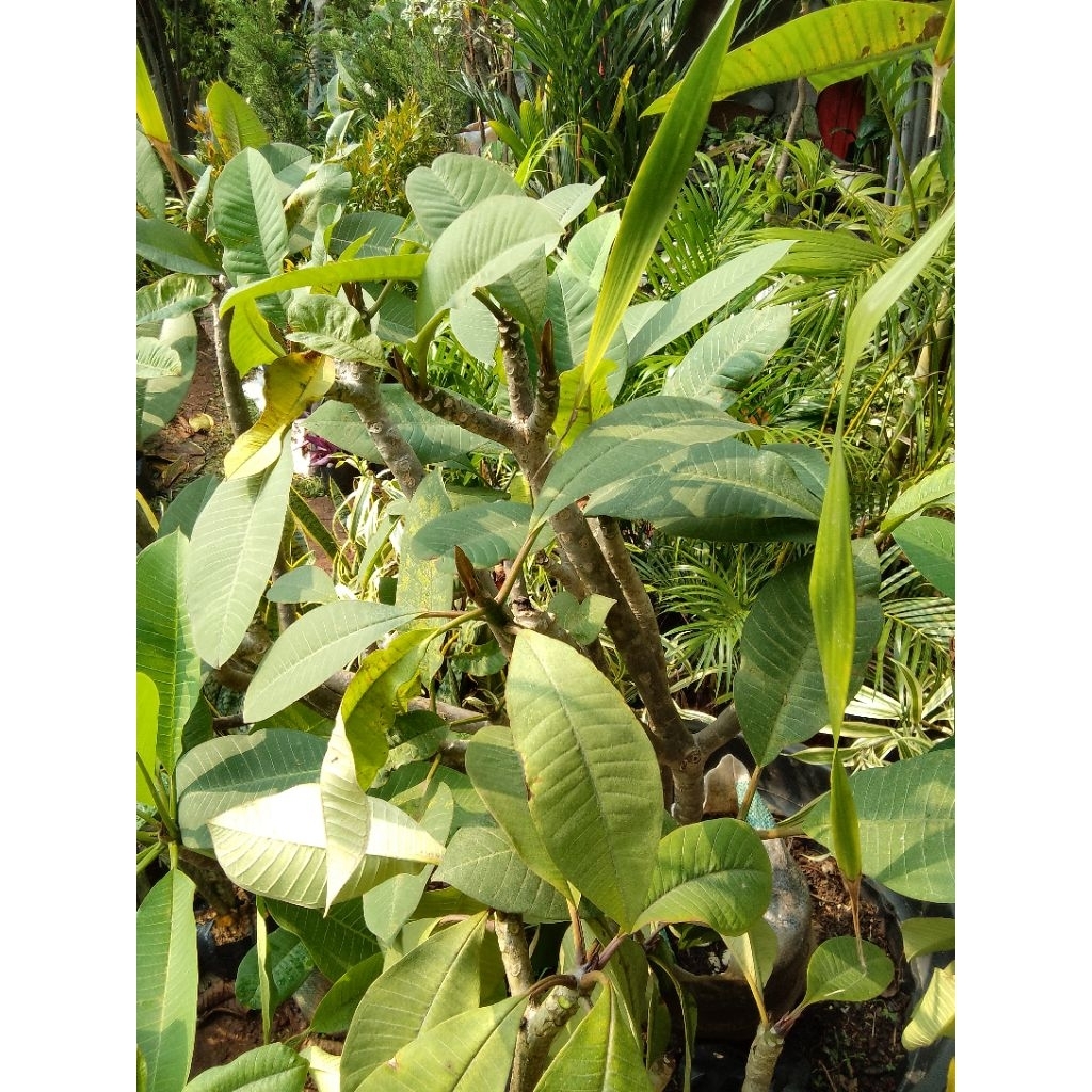 tanaman hias Kamboja tinggi 1meter dengan isi 2/3 pohon