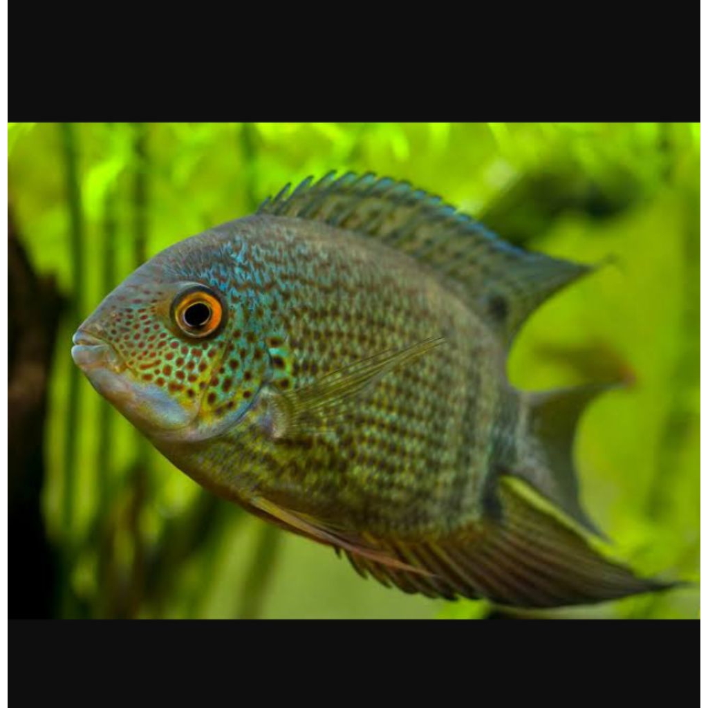 Green severum