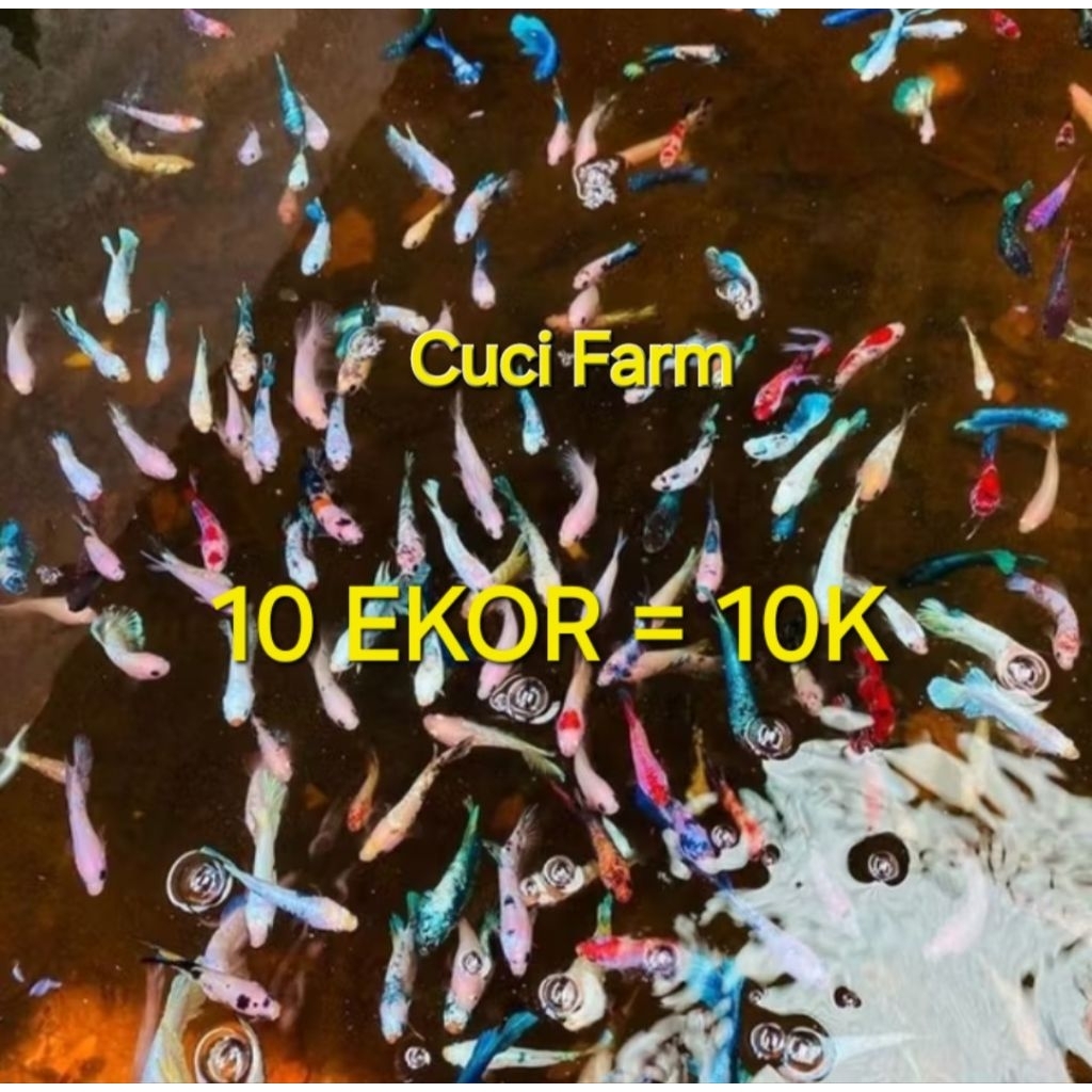 Promo paket isi 10 ekor,cupang multi nemo bahanan celo proses mutasi