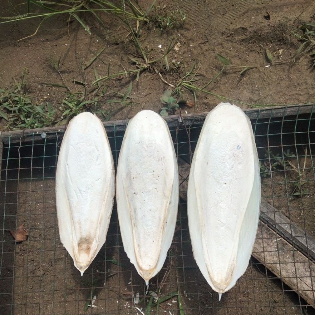 Tulang sotong 15-19 cm (1kg)