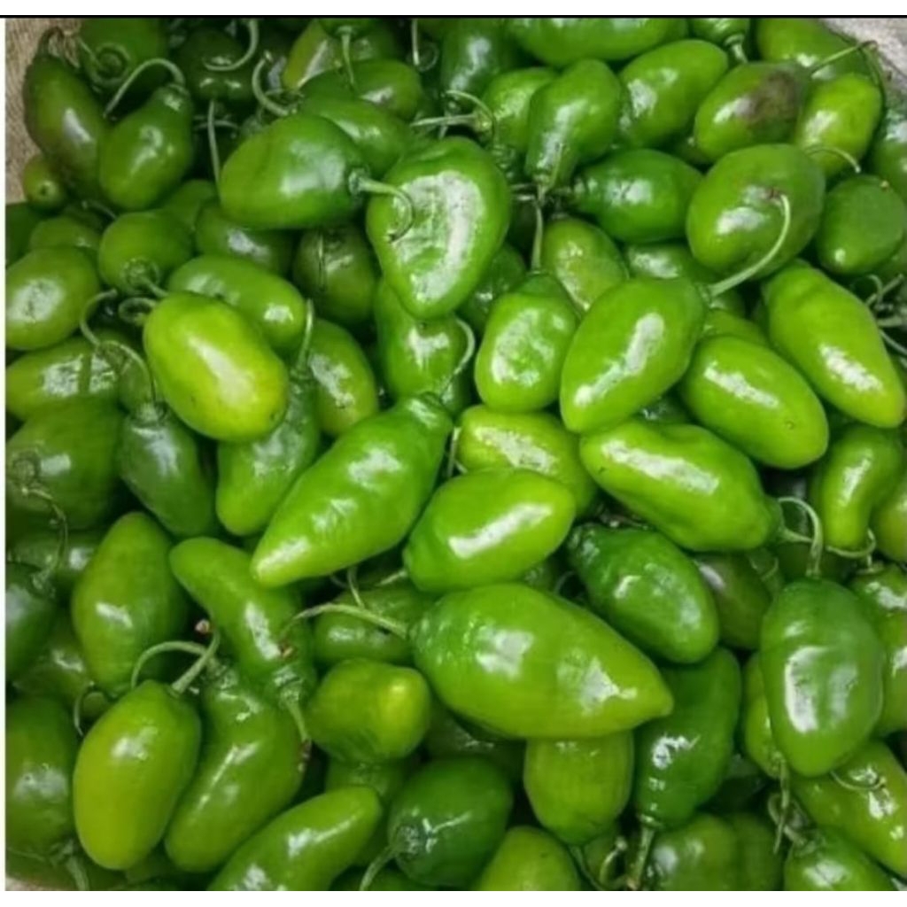 

cabai gendot viral teh santi, cabai Ciwidey bandung pedas, cabai habanero.