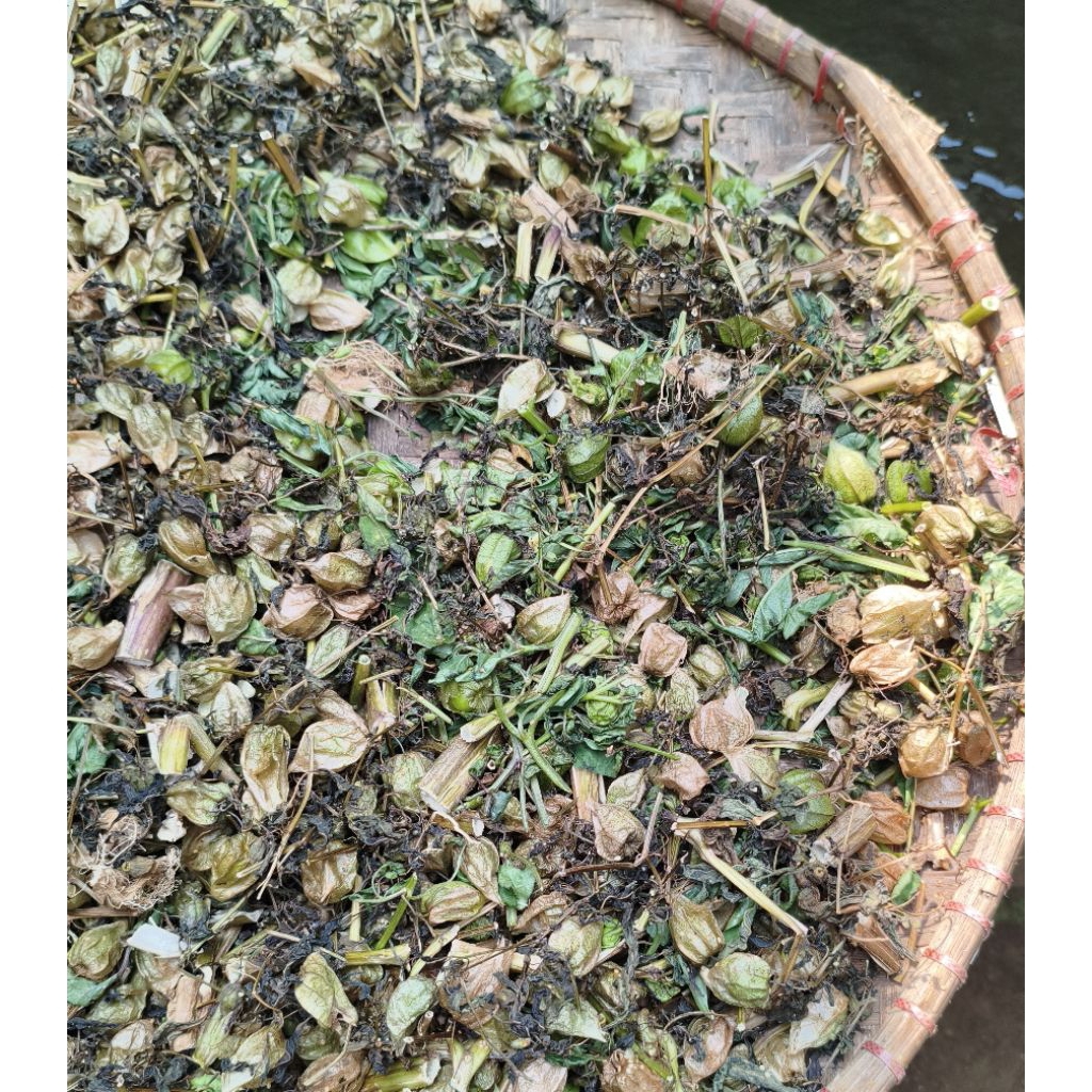 

daun batang buah akar ciplukan kacecendet sudah kering 250g