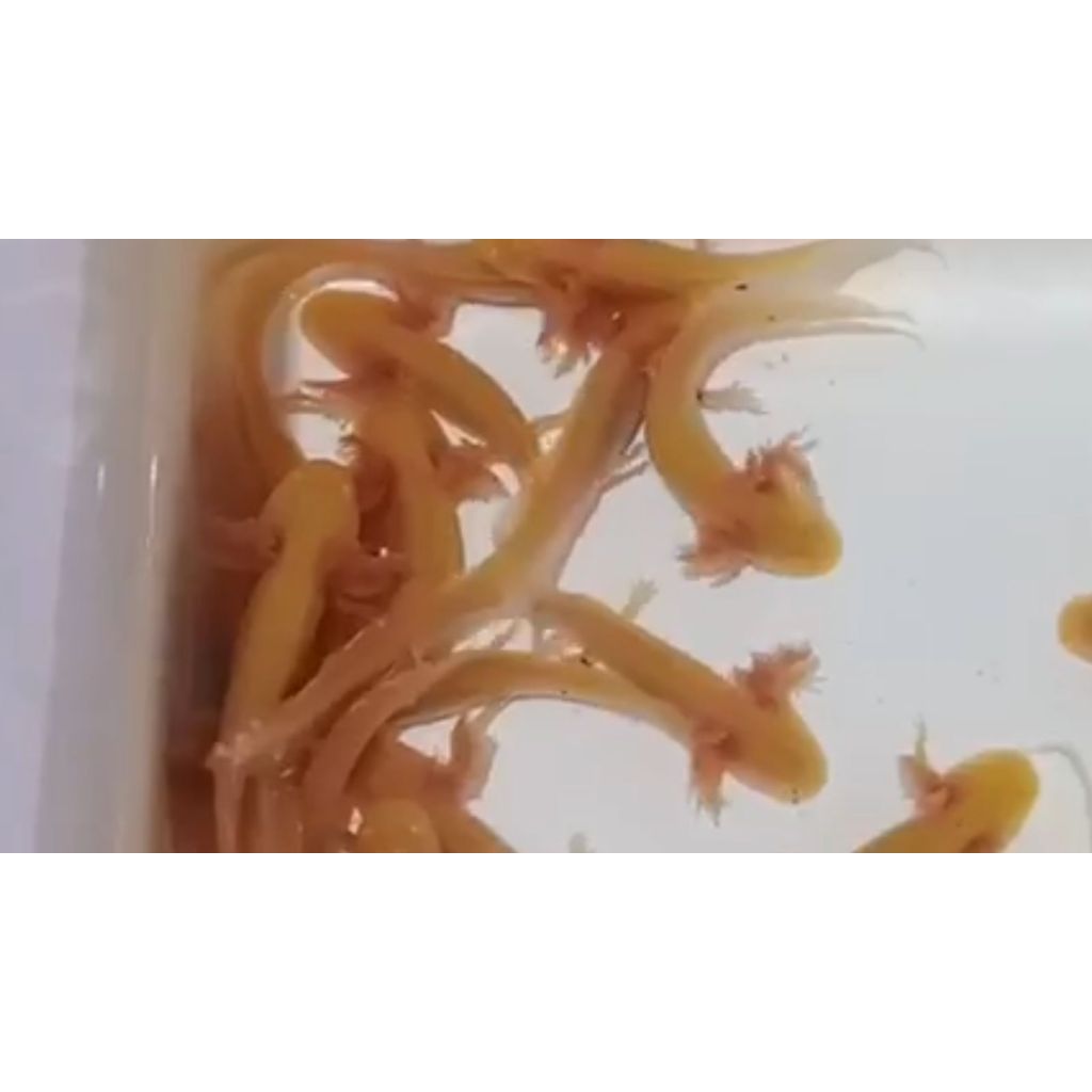 AXOLOTL GOLDEN size 7-9cm SALAMANDER