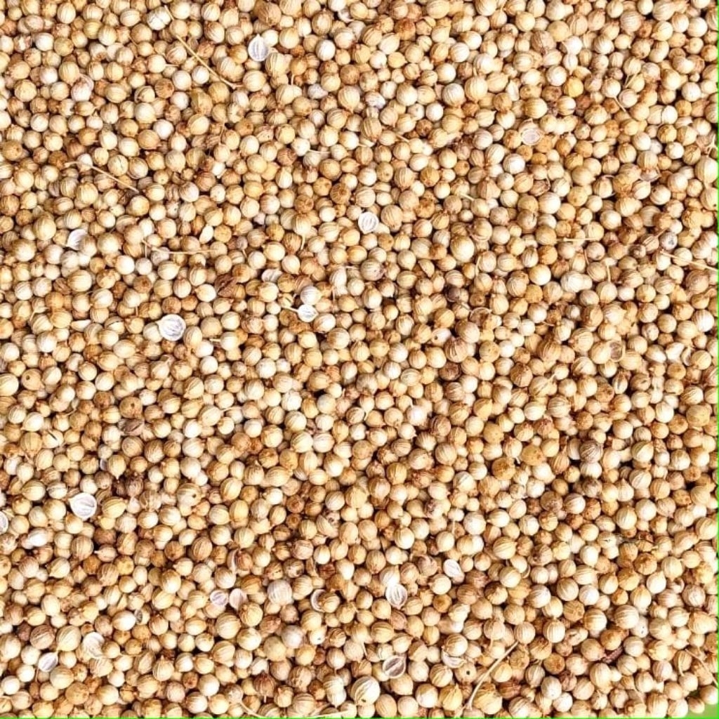 

Ketumbar Bulgaria kuning asli 100 % 1 kg