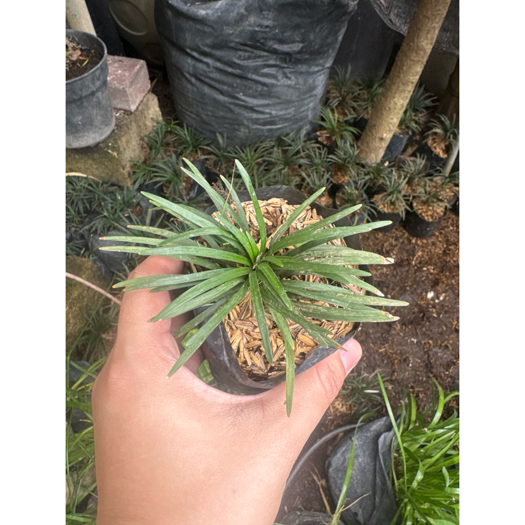 tanaman hias kucai / rumput kucai.