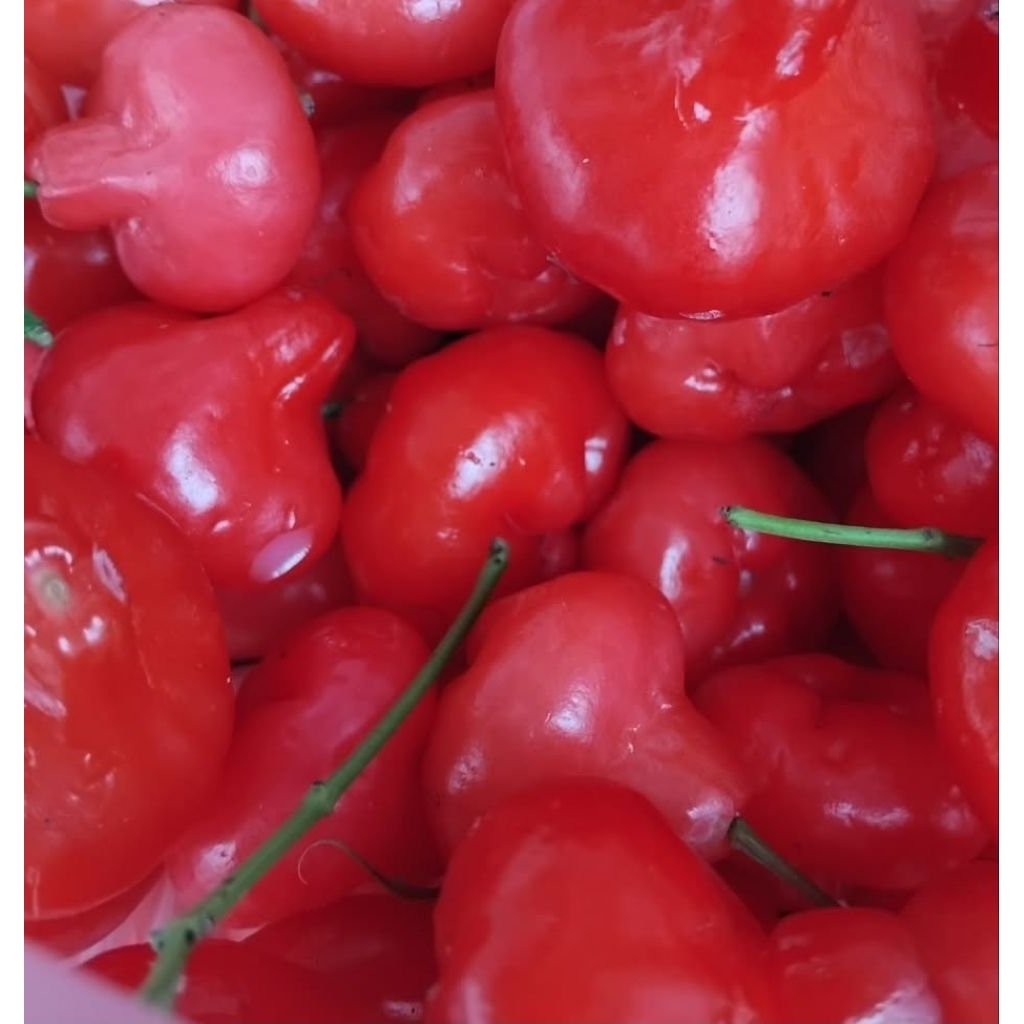 

jambu kancing, untuk ngidam, stok terbatas