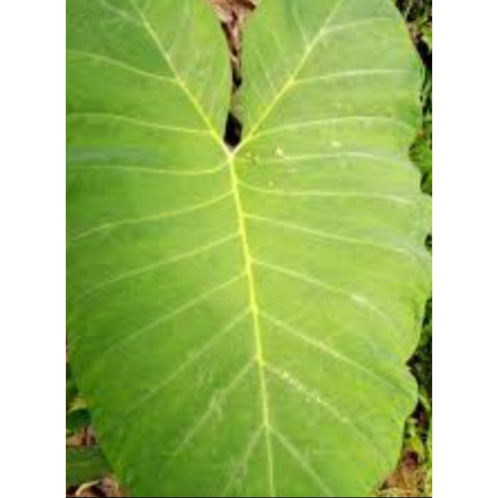 

DAUN TALAS BENENG 10 LEMBAR UKURAN BESAR