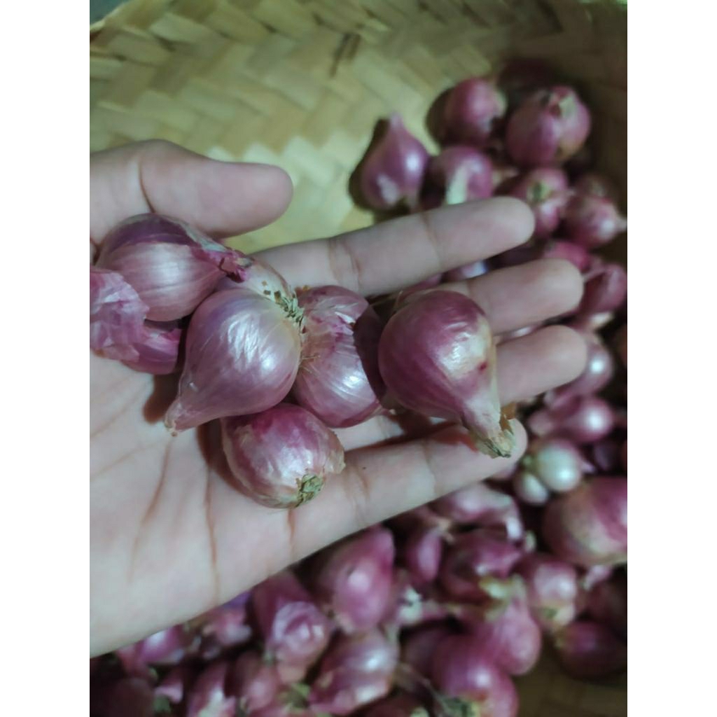 

[250gr] Bawang merah SEDANG/BESAR brambang bumbu dapur bawang merah