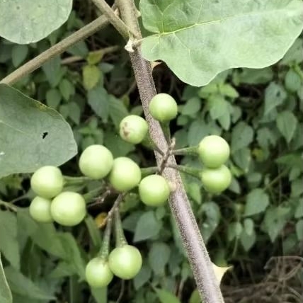 

Buah tekokak 500gram
