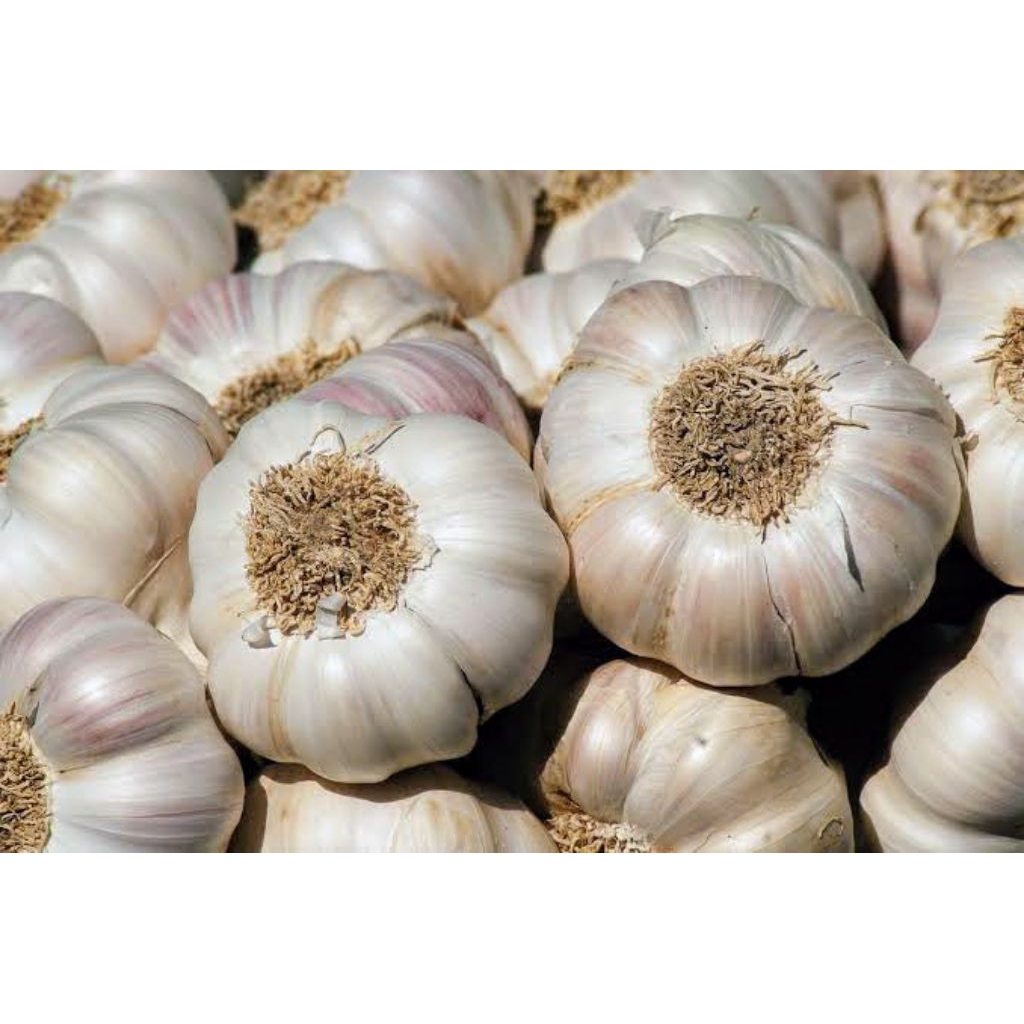 

bawang putih ukuran besar terlaris