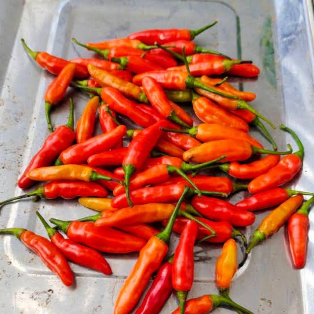 

cabe ori 212 fresh langsung petani segar dan tahan lama