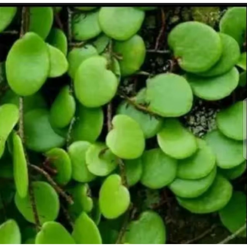 

DAUN SISIK NAGA SWGAR 500 GRAM HERBAL