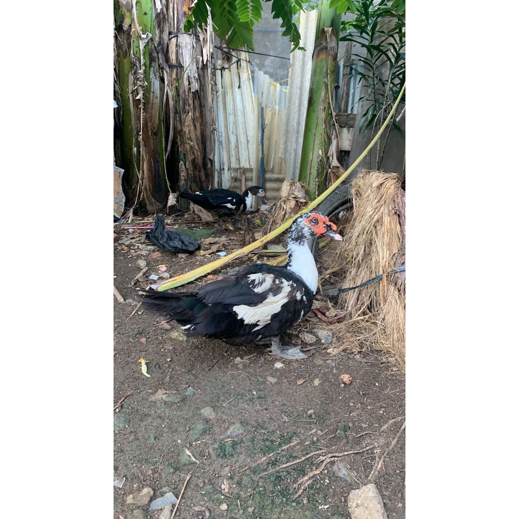 pejantan entok Siap kawin ukuran super besar