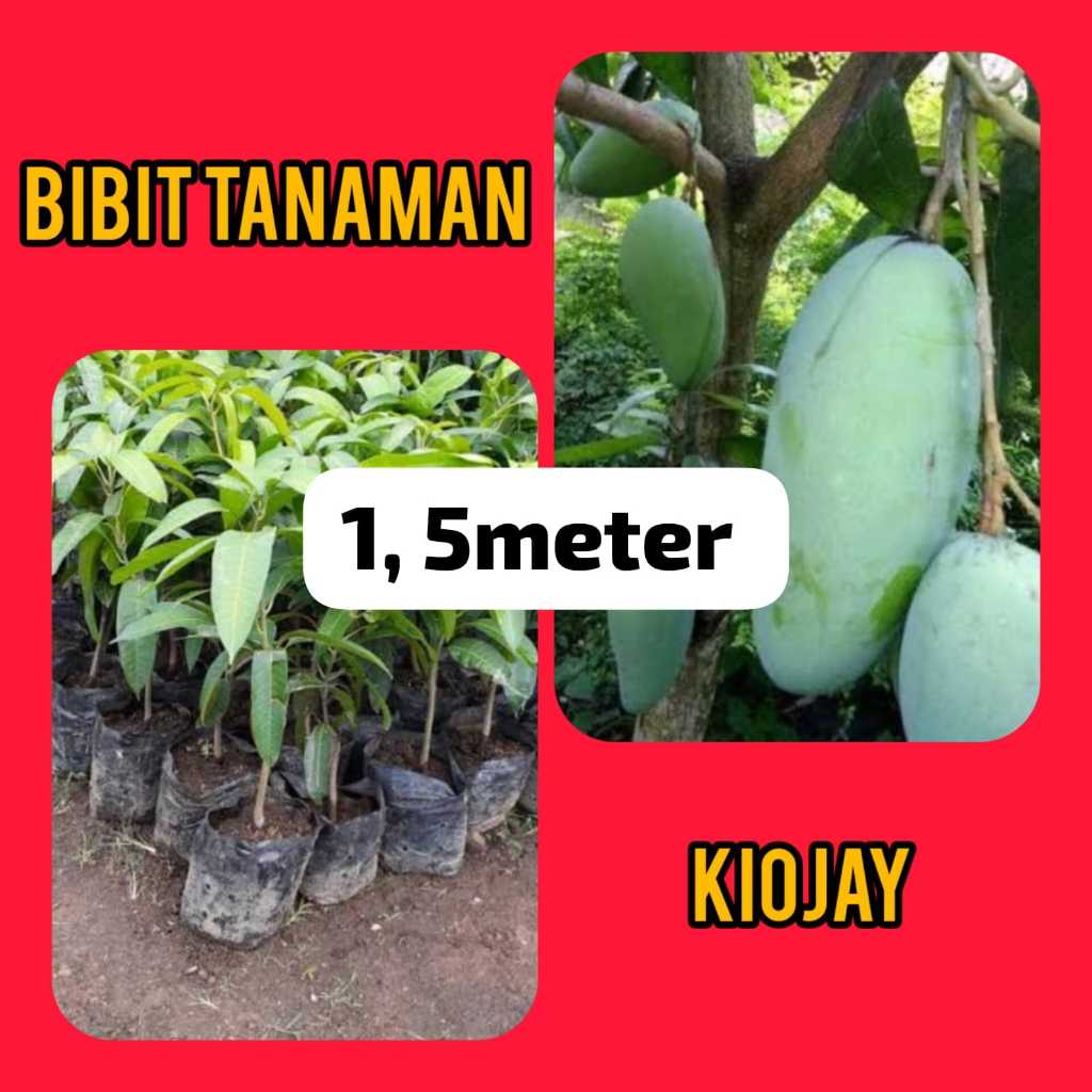 bibit Mangga Kiojay 1.5 Meter Up