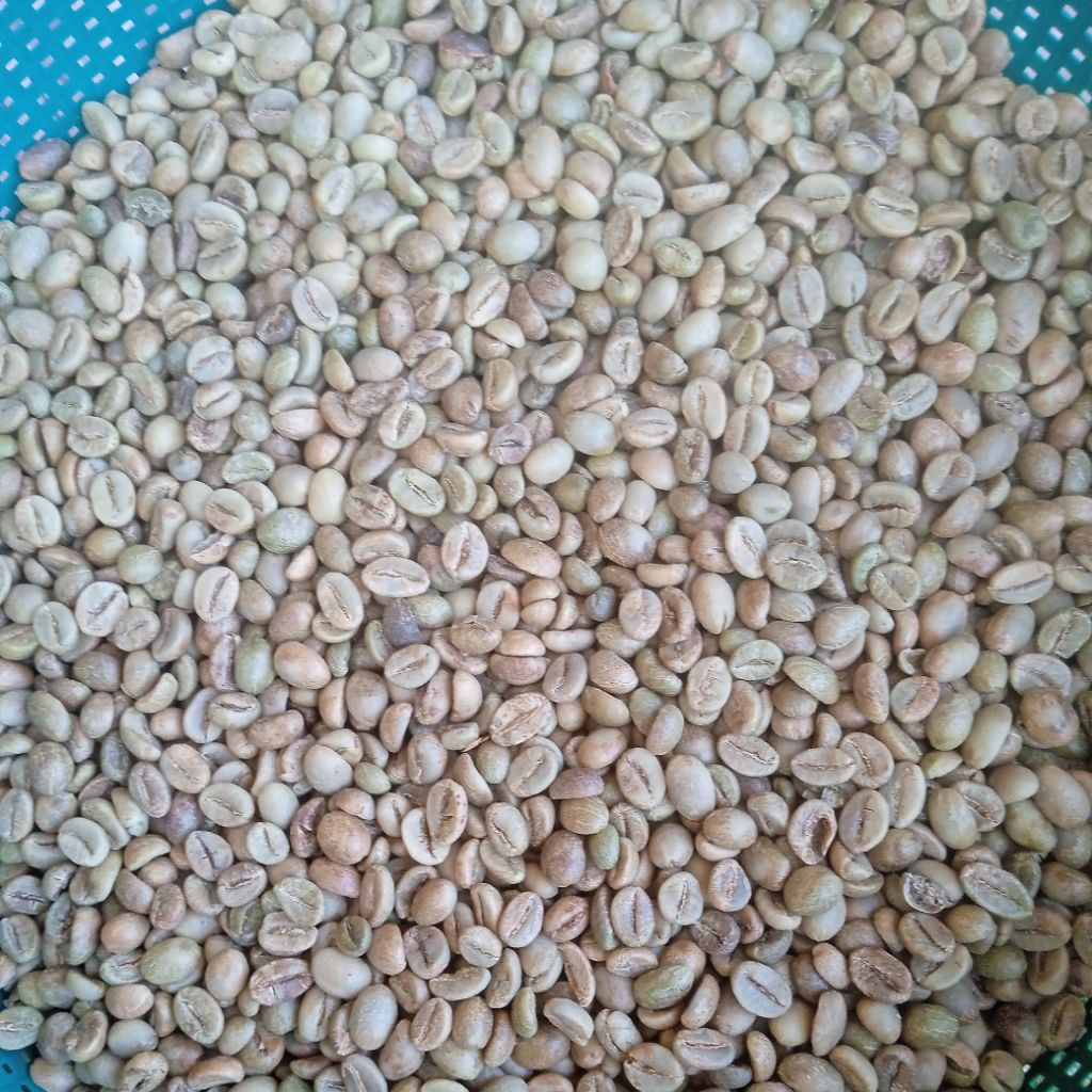 

biji kopi Robusta temanggung