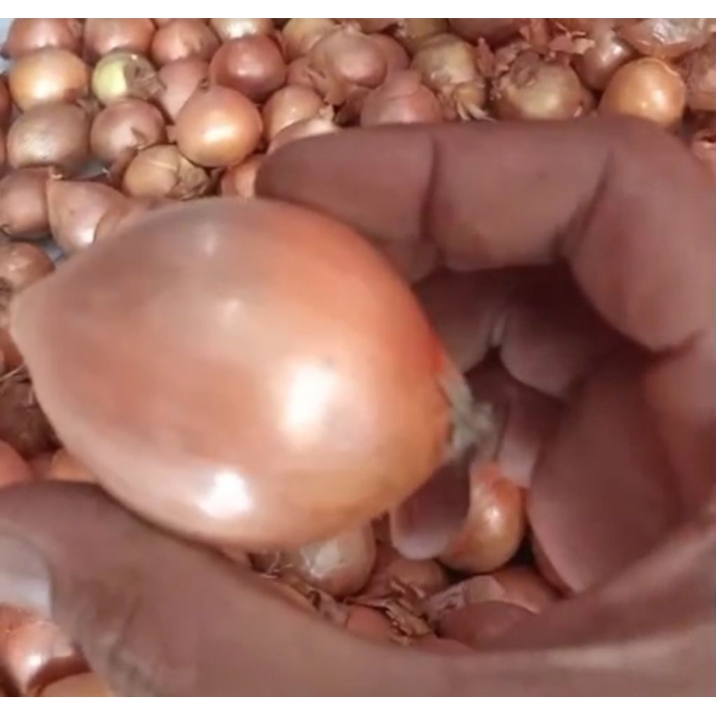 

Barang Bombay India netto.1000gr