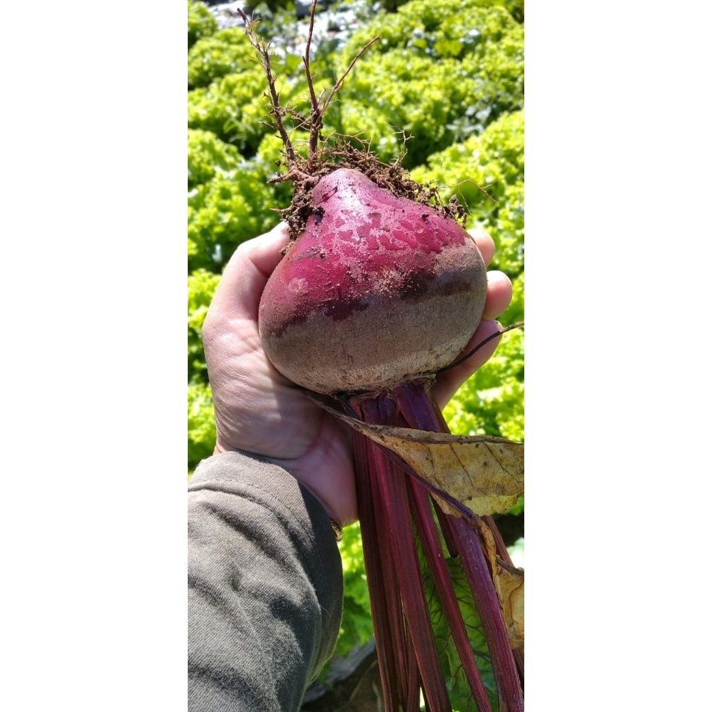 

buah bit sortiran reject spek pasar 1KG fresh