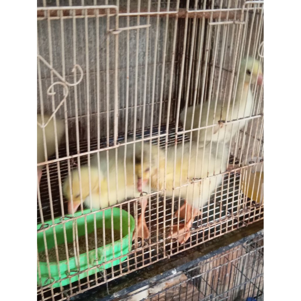 anak itik angsa/soang