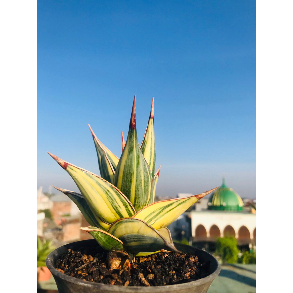 Pinguicula Variegata