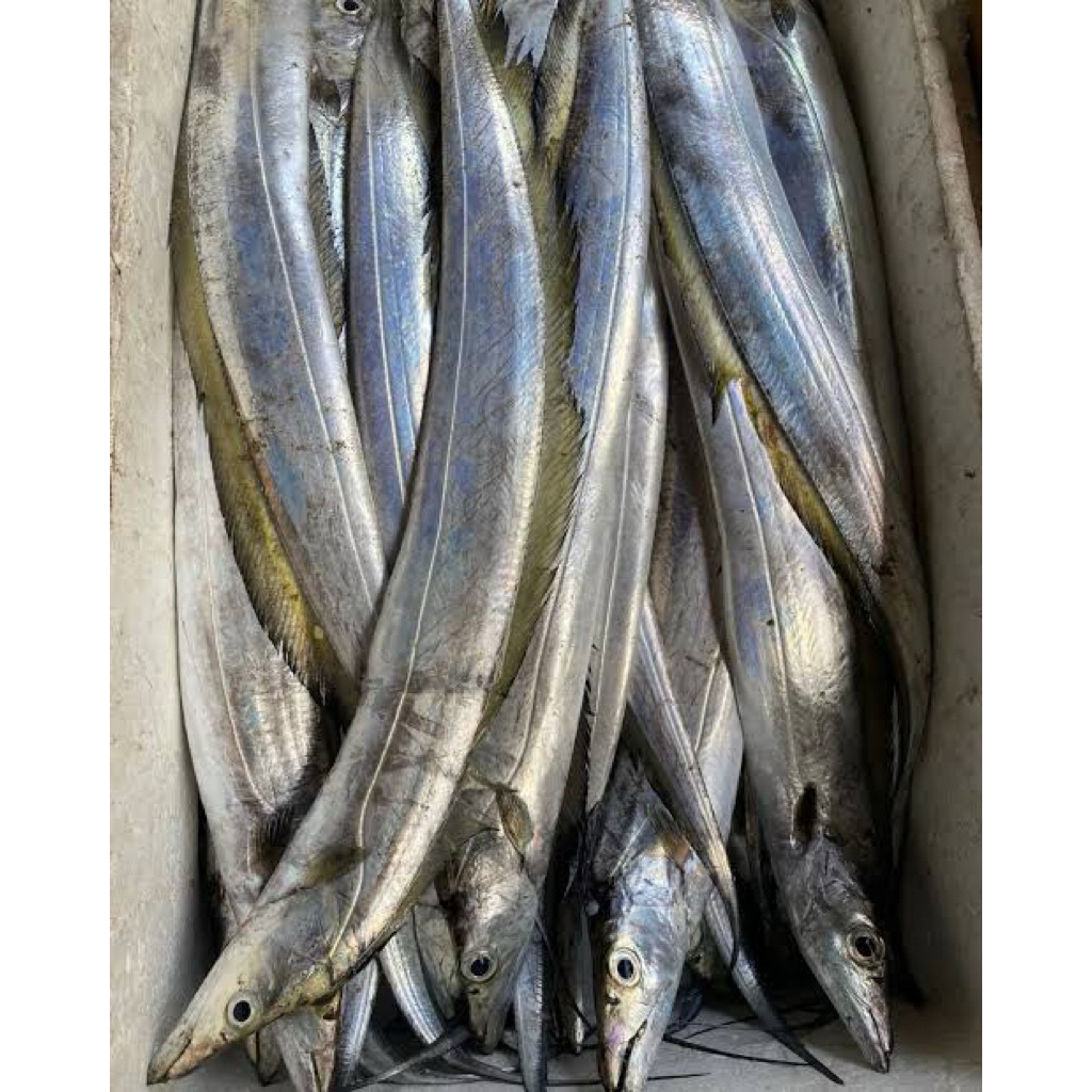 

ikan layur, ikan johor, Fresh berkualitas