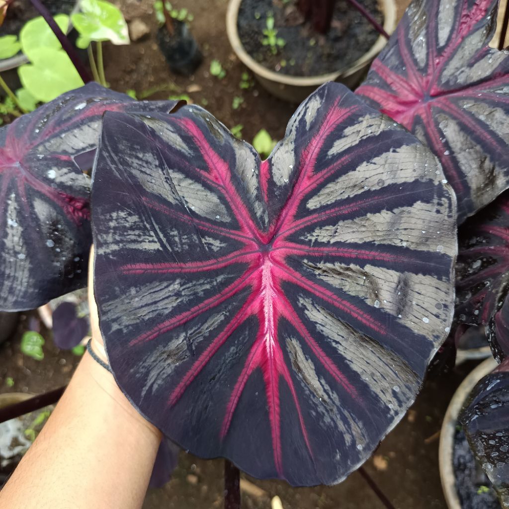 Colocasia The King SBA series size anakan