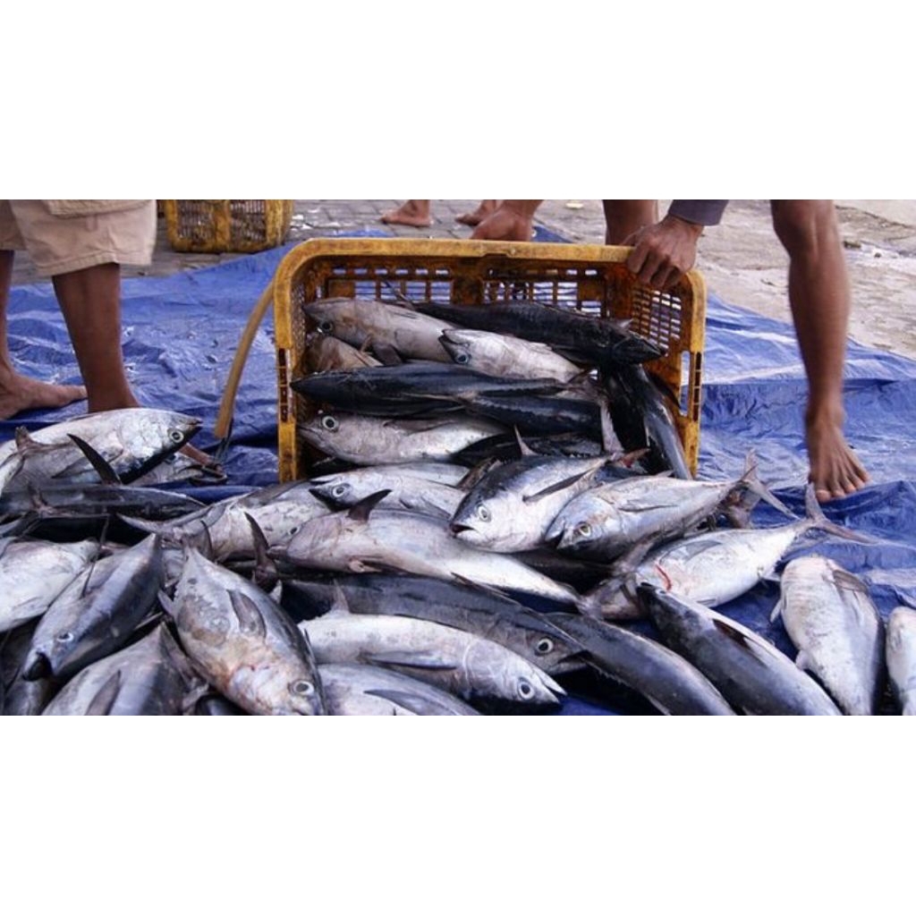 

paket ikan tongkol besar segar 10kg isi 5-6-7 pesan sore/malam di kirim pagi