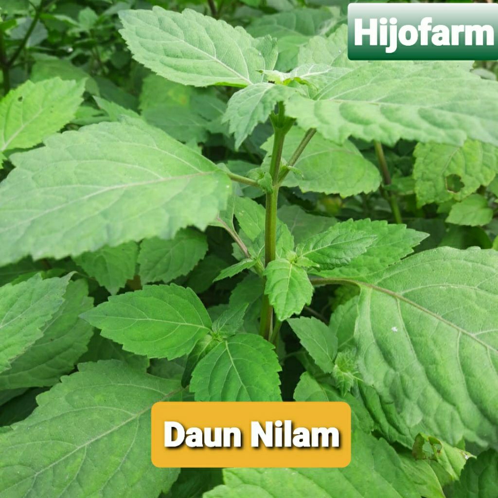 

Daun Nilam Segar 100 Gr