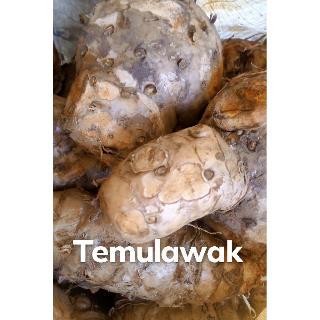 

Temulawak SUPER Segar 1Kg Asli Wonogiri | Rempah Herbal Premium & Alami