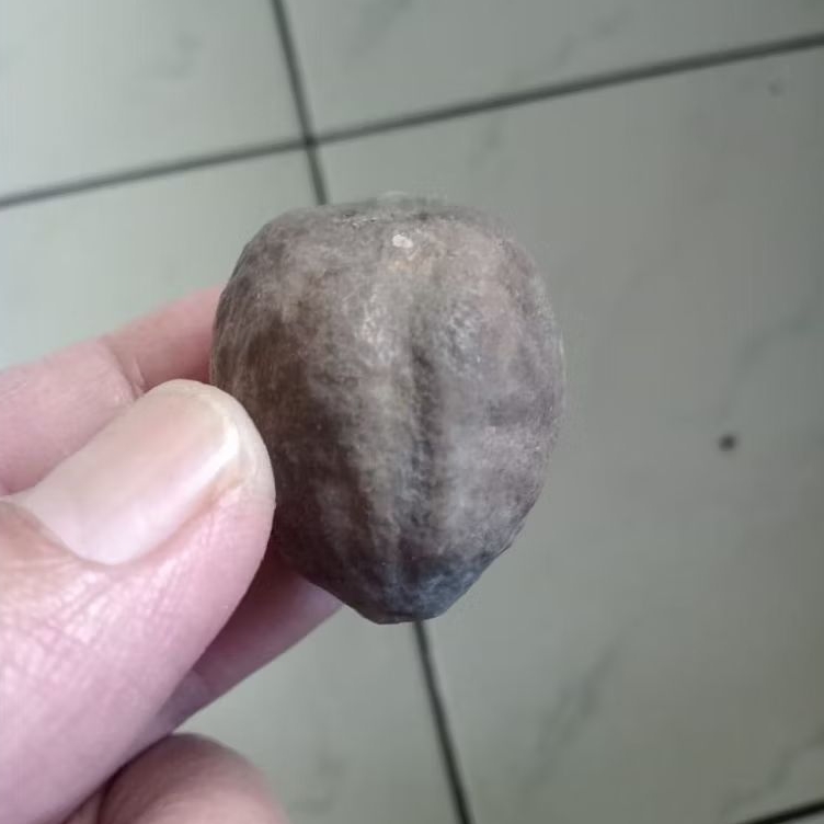 Kemiri Adu Muncang Adu Jalim Kaliwiro Ori Rel Urat Dua