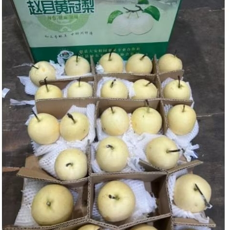

Buah Pear Century Tianbo Jual per 1 dus karton