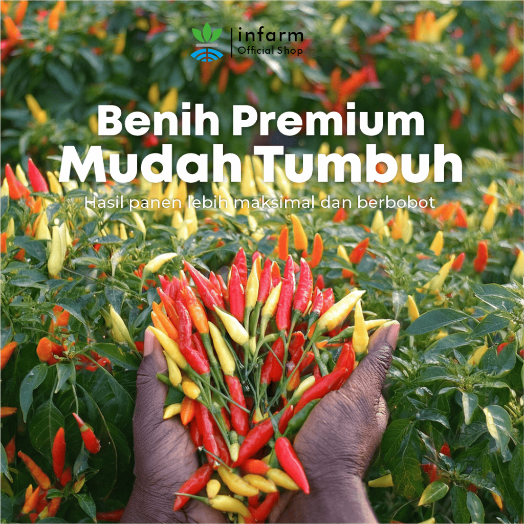 ID INFARM - BENIH BIBIT UNGGUL CABE RAWIT CABE MERAH BESAR CABAI RAWIT HIJAU CABAI PEDAS BENIH CABAI