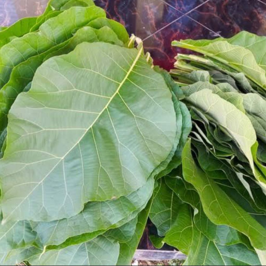 

Daun jati fresh 1Kg Di petik dadakan