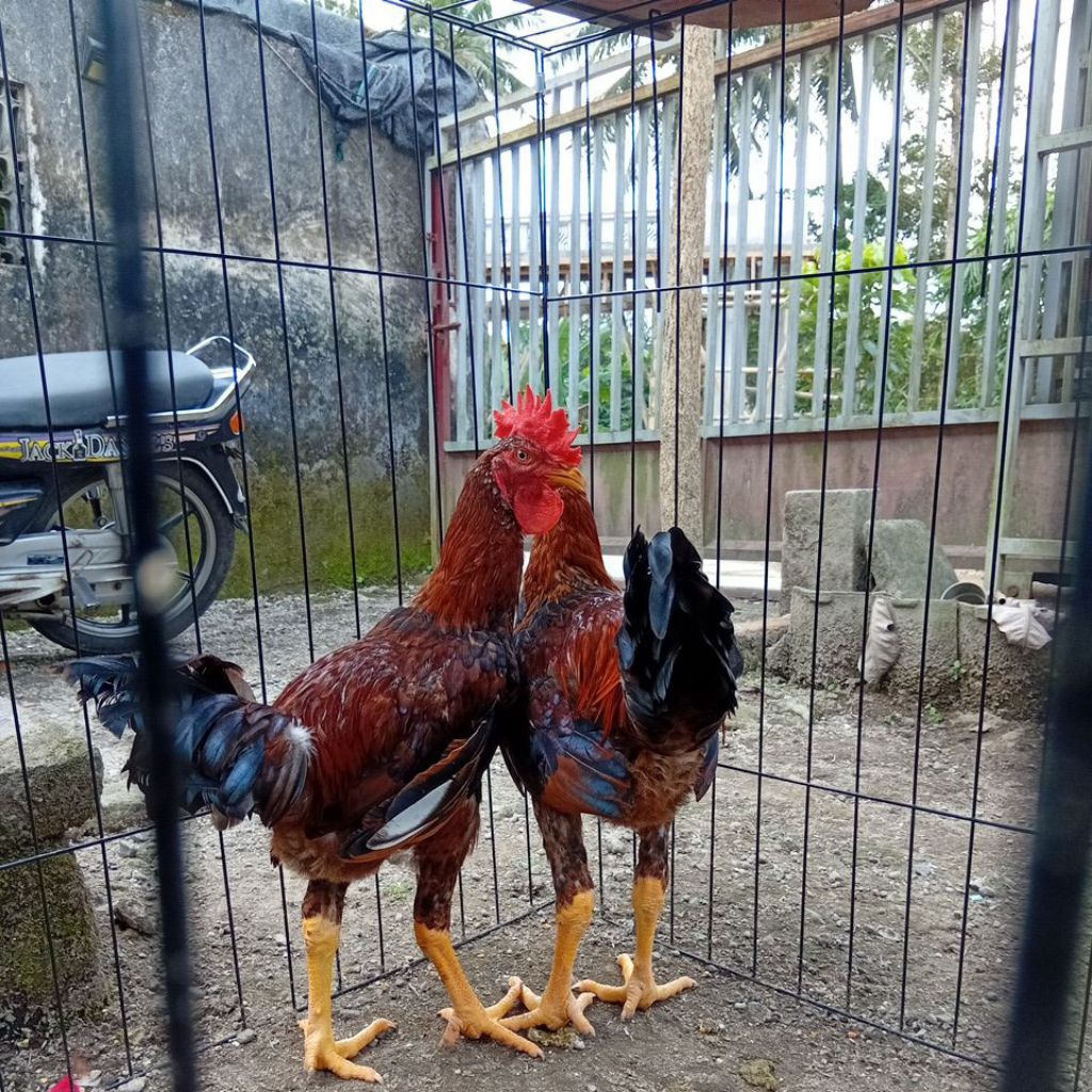 CALON PACEK AYAM KAMPUNG