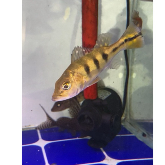 pbass kelbery bahia 8-10cm peacock bass