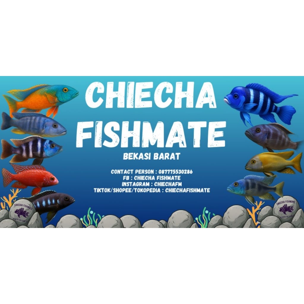 [ChieCha Fishmate] Cichlid Dragon Bloods Cichlid Afrika