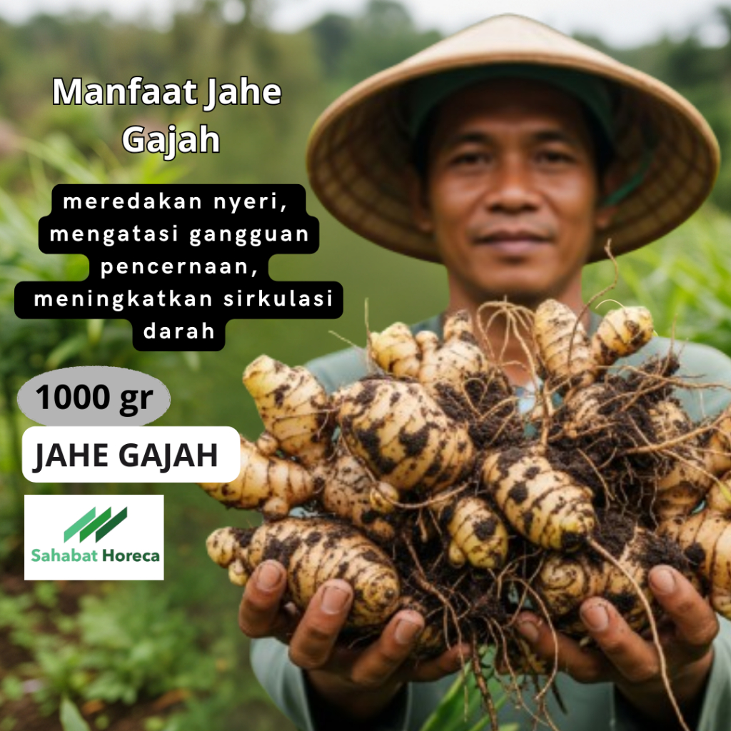 

Jahe Gajah (Putih) Segar / White Fresh Ginger 1kg - 05, Pengiriman Daily, Instat/sameday/nextday lebih untuk lebih segar