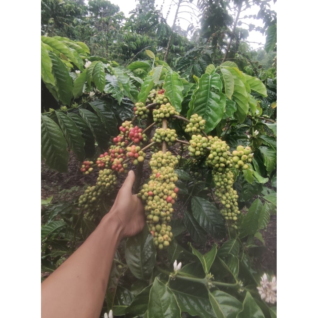

Biji kopi Robusta kering asalan 1kg
