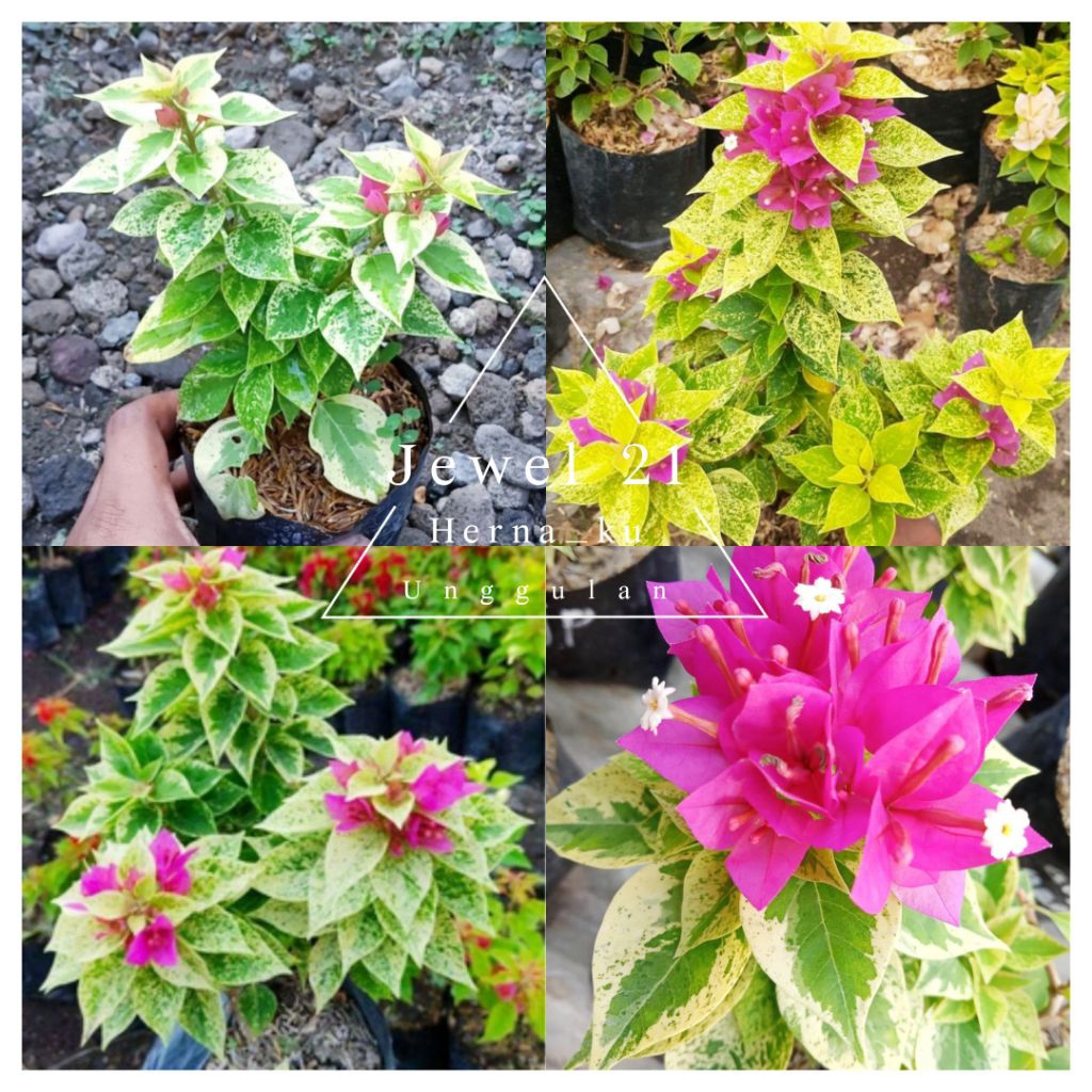 Bunga Bugenvil SINGAPUR JEWEL 21 Orian | Bougenville SINGAPORE JEWEL 21 Terlaris