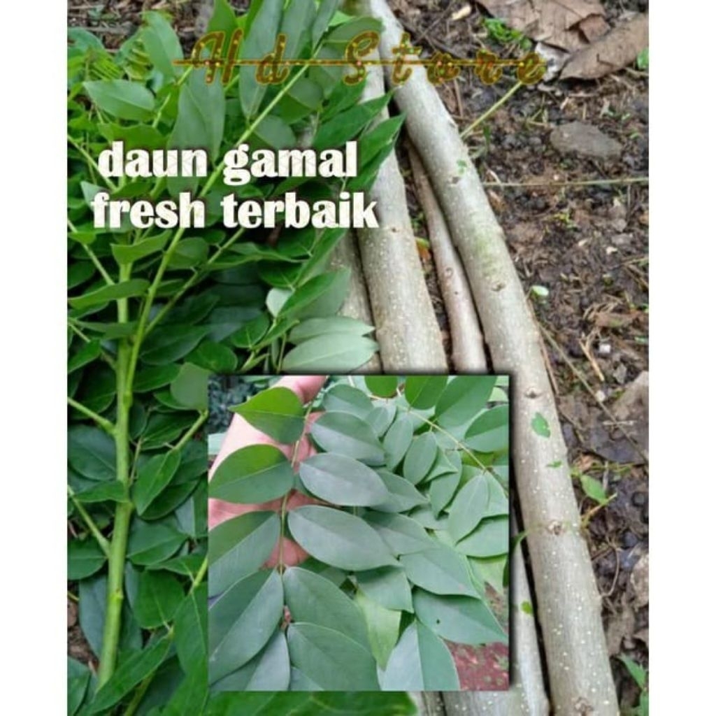 

Daun Gamal Fress baru petik 1kg