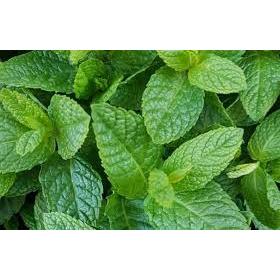 

DAUN BABADOTAN / BANDOTAN SEGAR 1KG, DAUN WEDUSAN, OBAT HERBAL TRADISIONAL