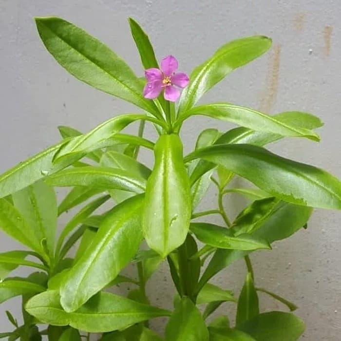 

Daun Som Jawa Herbal - Daun Ginseng / Daun Ginseng Kenari