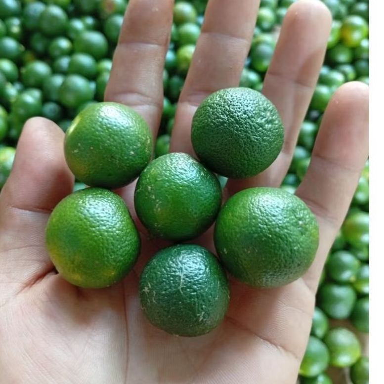 

1KG JERUK SONKIT KASTURI MINI BUAT OBAT, BASO DLL