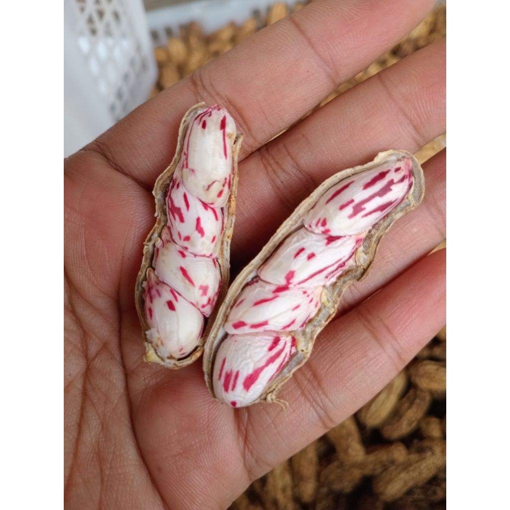 

kacang batik/kg persedian terbatas