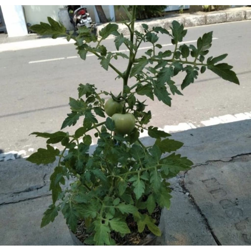 Pohon Tomat - Bibit Tanaman Pohon Buah Tomat