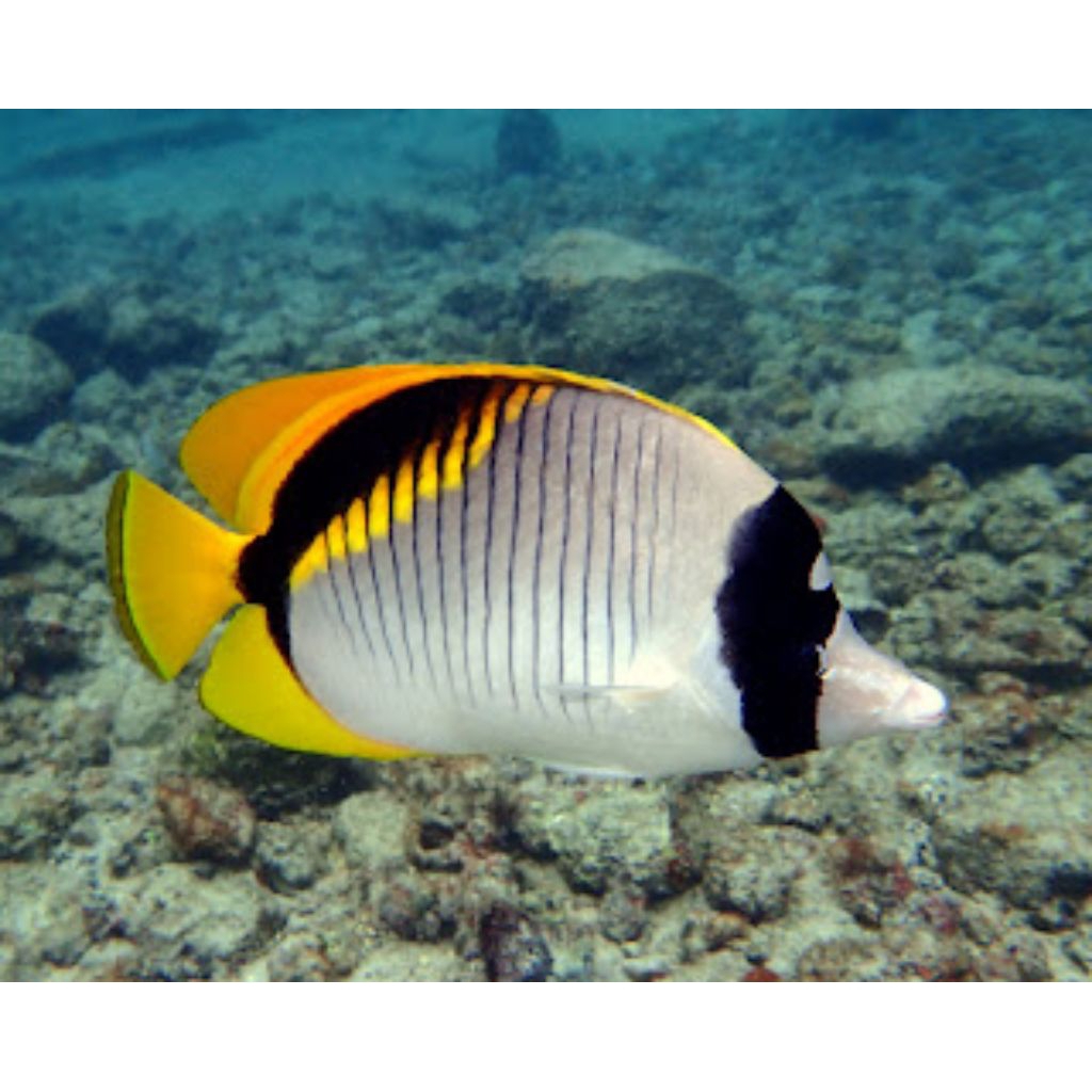 IKAN HIAS LAUT KEPE KALUNG